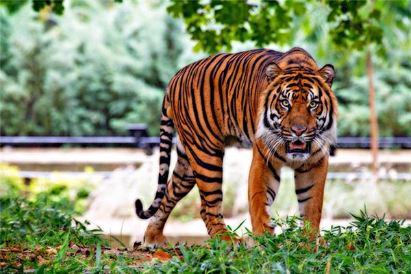 Significado del sueño del tigre