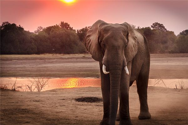 El significado de los sueños con elefantes