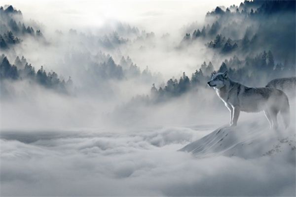 El significado de soñar con lobos