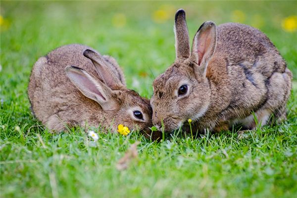 Significado del sueño del conejo