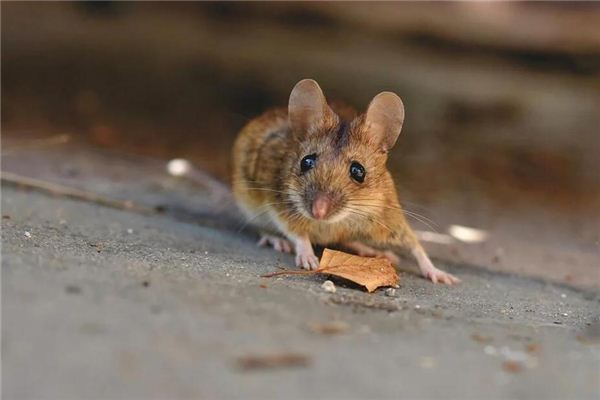 El significado de los sueños con el ratón