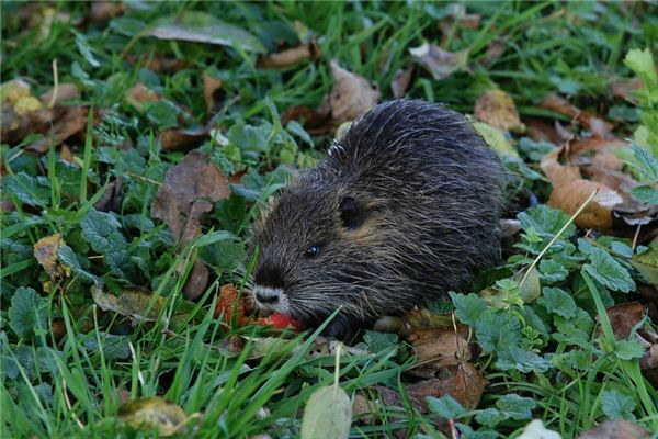 Significado del sueño de la rata almizclera