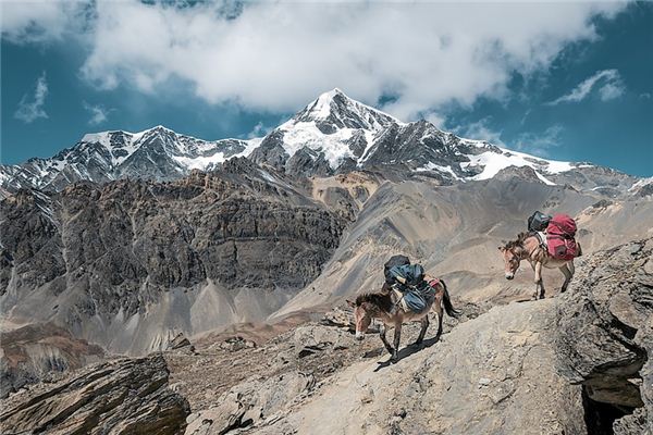 El significado de soñar con burros