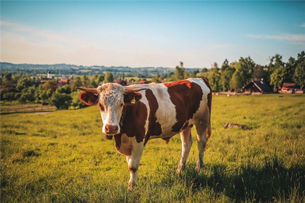 Significado del sueño de la vaca