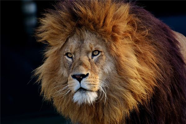 El significado del sueño del león