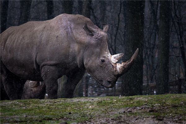 Significado de soñar con Rinoceronte