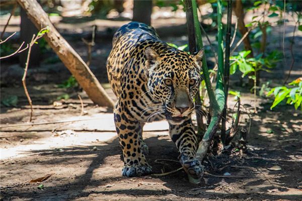 Significado de soñar con leopardo