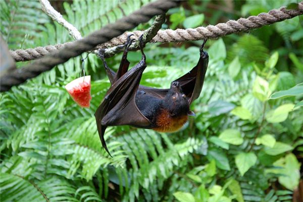 El significado de soñar con murciélagos