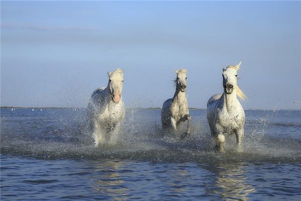 El significado de soñar con caballos blancos