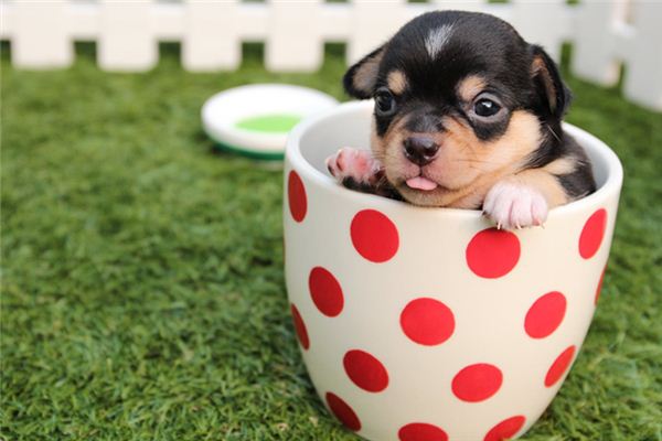 Significado de soñar con cachorro