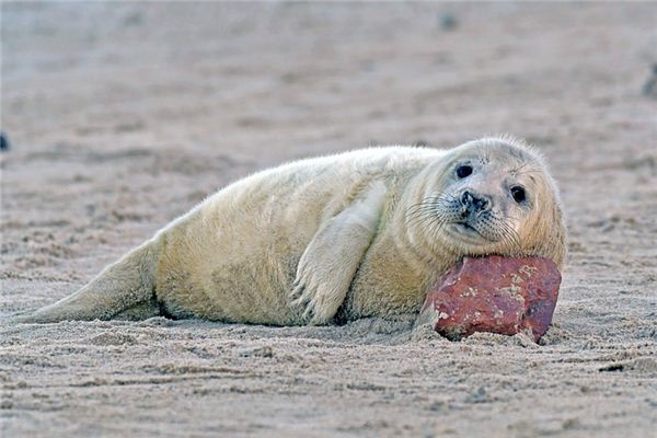 El significado de soñar con focas