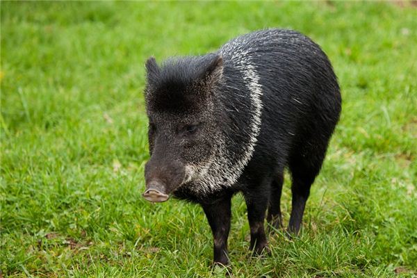 Significado de soñar con cerdo negro