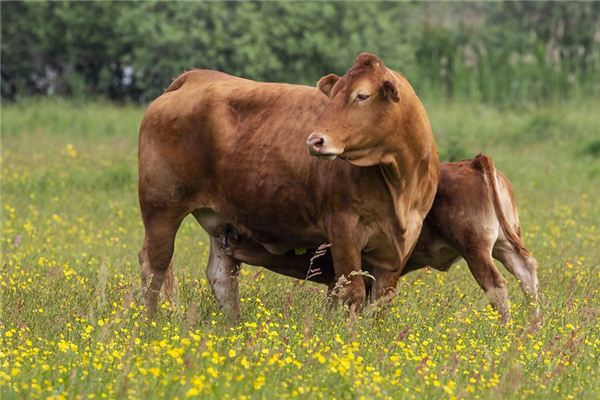 Significado de soñar con vacas