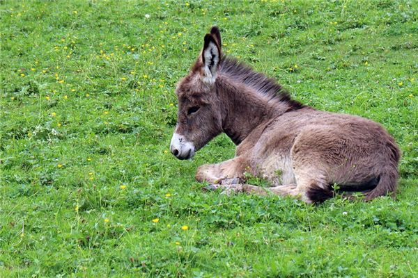 El significado de soñar con burros