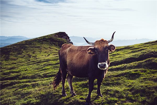 Significado del sueño de la vaca