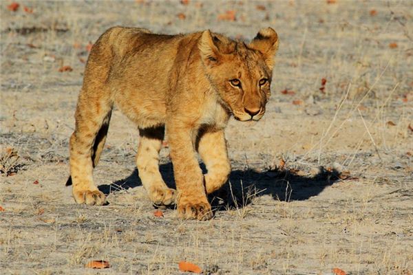 El significado de soñar con un león