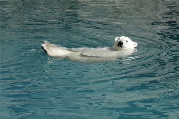 El significado de soñar con osos