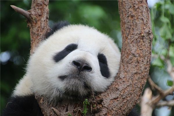 El significado de soñar con pandas