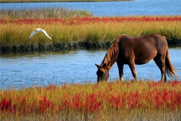 El significado de soñar con caballos salvajes