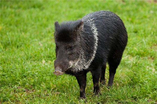 Significado de soñar con jabalí