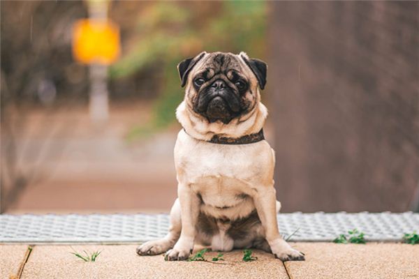 El significado de los sueños con perros