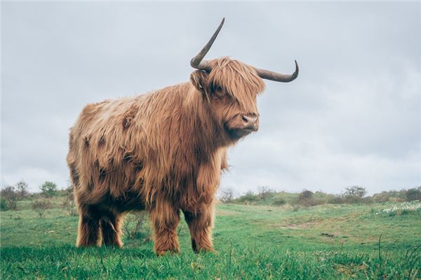 Significado de soñar con yak