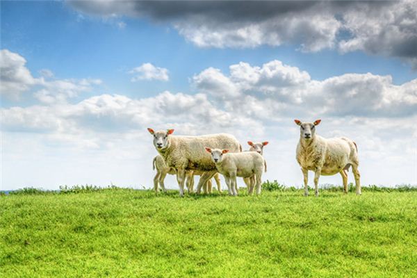 El significado de soñar con ovejas