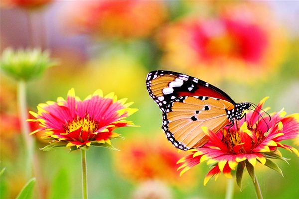 El significado de soñar con mariposas