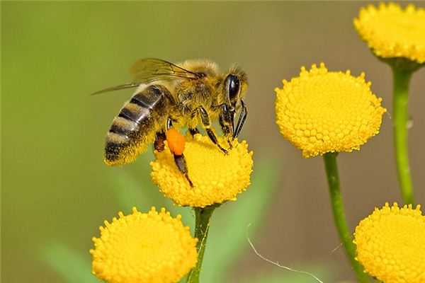 El significado de soñar con abejas