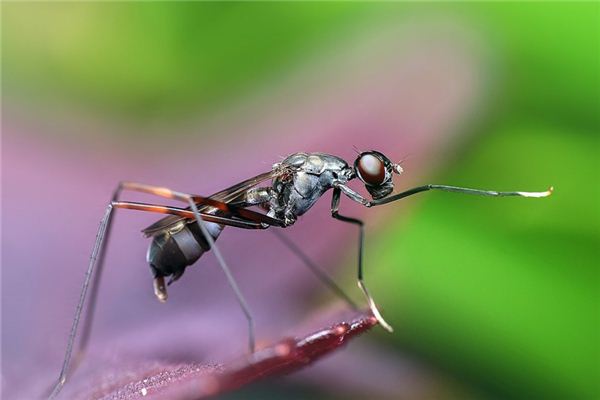 El significado de soñar con hormigas