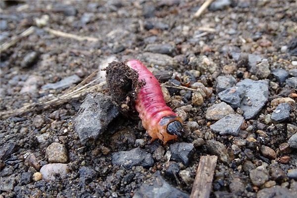 El significado de soñar con insectos estiércol