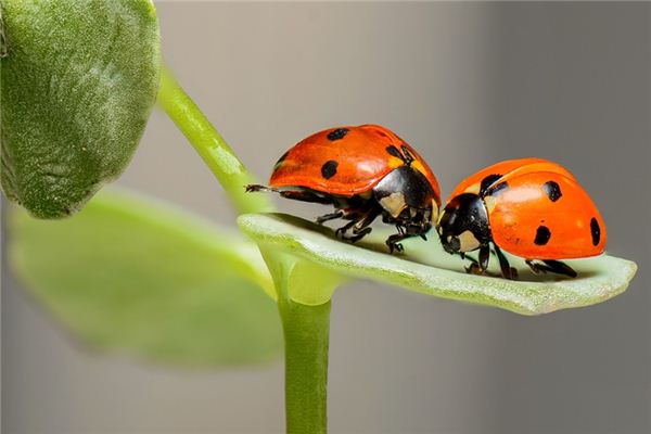 El significado de soñar con insectos.