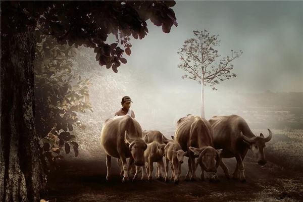 Soñando con el significado de las vacas a ambos lados del camino