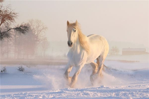 El significado de soñar con lesión de caballo