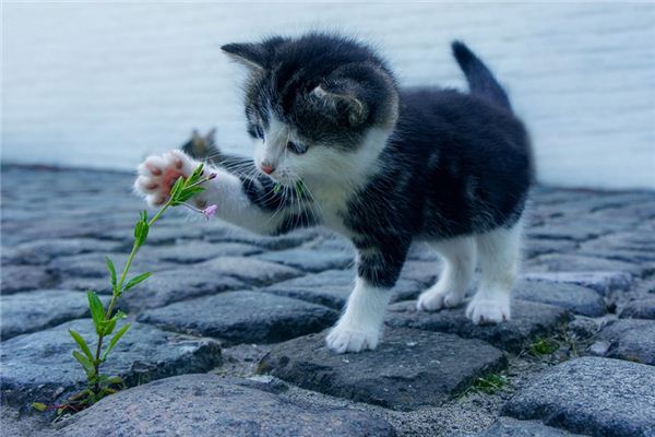 El significado de soñar con mascotas