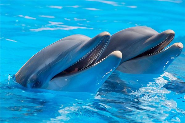 El significado de soñar con delfines