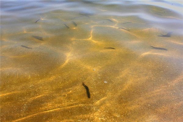 Soñando con el significado de loach