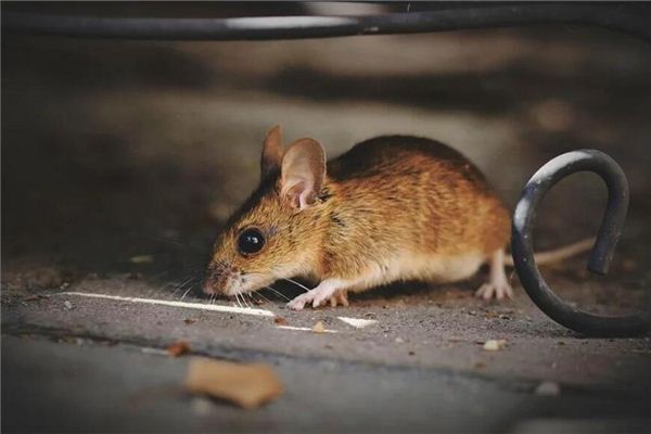 El significado de soñar con ratones corriendo