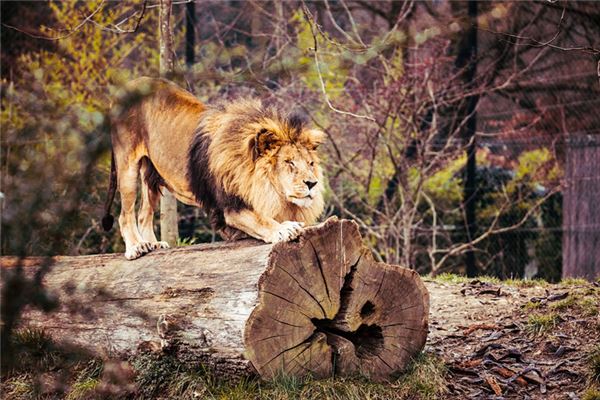 El significado de soñar con leones y tigres.