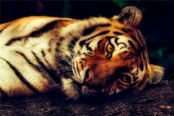 Soñar con el significado de matar a un tigre