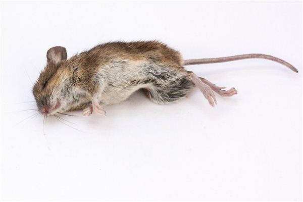 El significado de soñar con ratones muertos