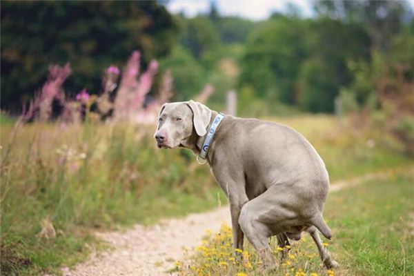 El significado de soñar con mierda de perro