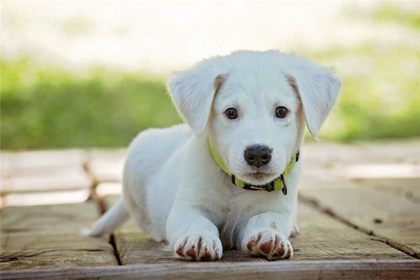 El significado de soñar con un perro blanco