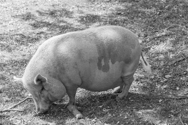 El significado de soñar con cerdos grandes y gordos