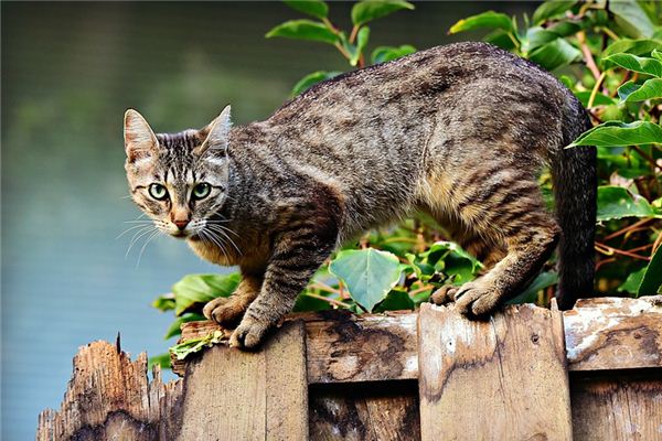 Soñar con el significado de ser perseguido por un gato