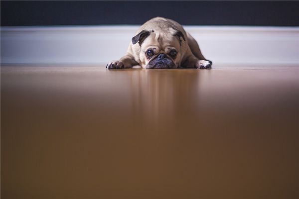 El significado de soñar con perro comiendo mierda