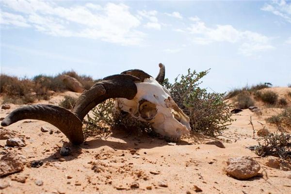 El significado de soñar con oveja muerta