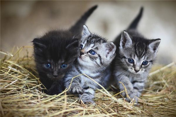 El significado de soñar con muchos gatos