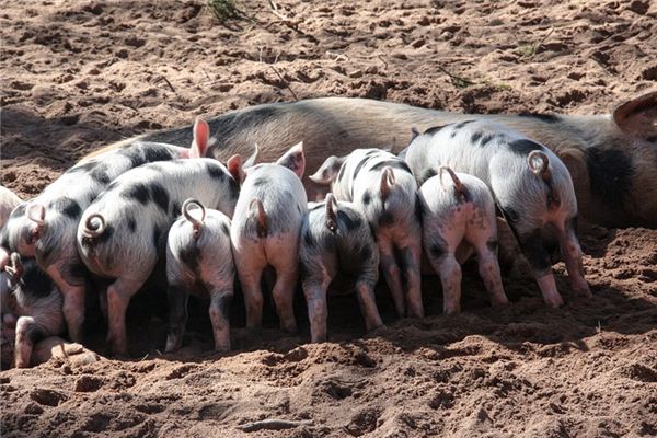 El significado de soñar con colas de cerdo