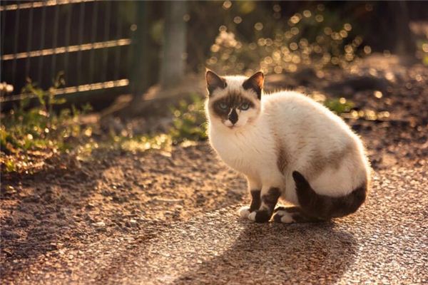 El significado de soñar que un gato está muerto